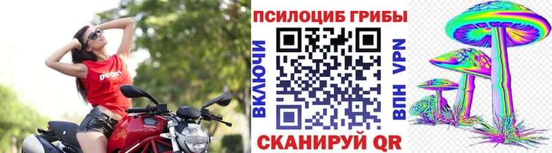 где можно купить   Сызрань  Псилоцибиновые грибы Psilocybine cubensis 